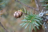 Himalayan Hemlock - Photo (c) Phuentsho's photo archive, all rights reserved, uploaded by Phuentsho's photo archive