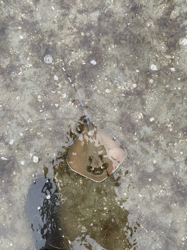 Masked Ray Maskrays from South Pacifc Ocean on March 24, 2022 at 05:48 PM by Tom ...