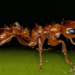 Viduus-group Twig Ants - Photo (c) Vinícius Rodrigues de Souza, all rights reserved, uploaded by Vinícius Rodrigues de Souza