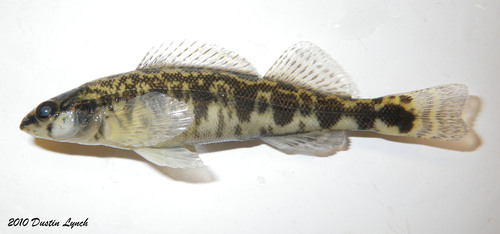 Dusky Darter