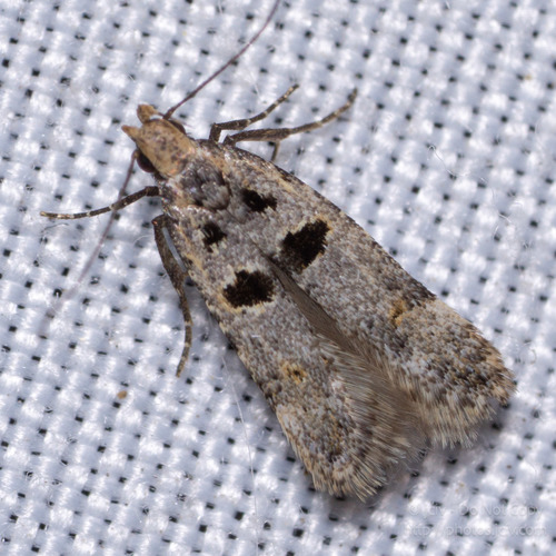 Deltophora glandiferella (Zeller, 1873)