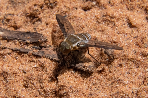 Exoprosopa punctulata
