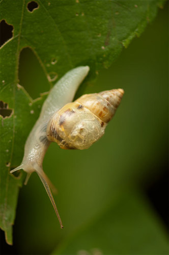 Banded Cone