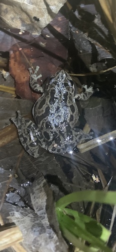iNaturalist observation photo of Pacific chorus frog