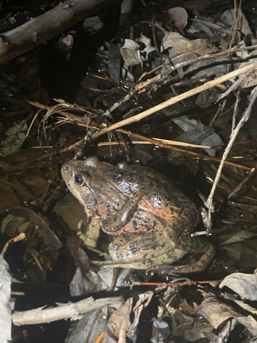 iNaturalist observation photo of California Red-legged Frog