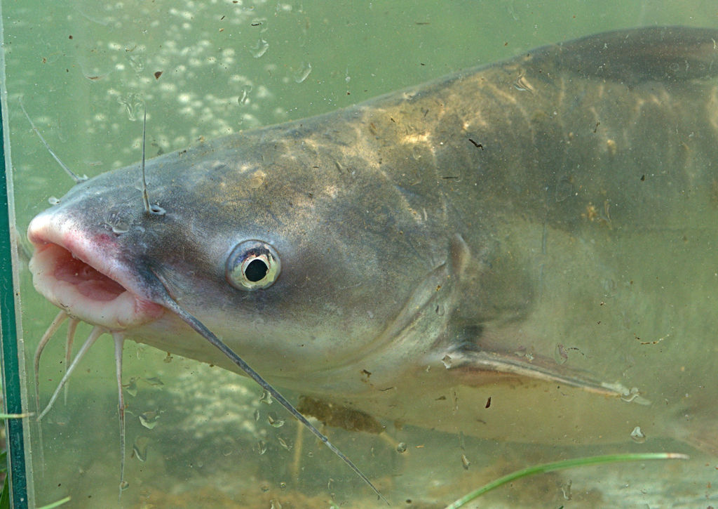 Blue Catfish from Stafford County, VA, USA on May 23, 2018 at 0307 PM by Tucker101 · iNaturalist