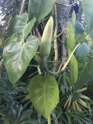 philodendron tortum standort Philodendron Tortum – Secret Garden Plant Shop main image 0
