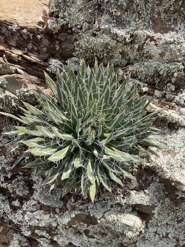 agave dicksaft zucker Agavendicksaft dunkel