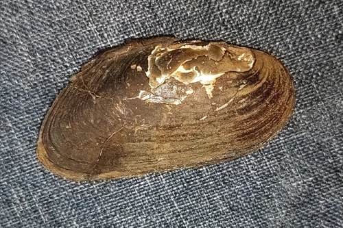 Japanese Freshwater Pearl Mussel