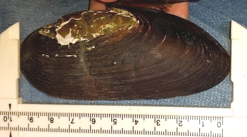 Japanese Freshwater Pearl Mussel