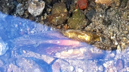 Japanese Freshwater Pearl Mussel