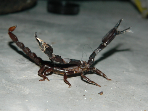 Diplocentrus taibeli