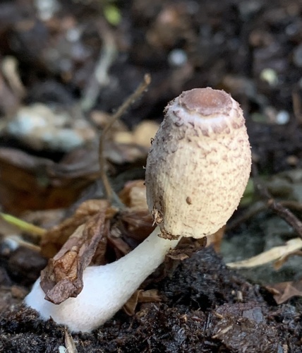 Leucocoprinus ianthinus