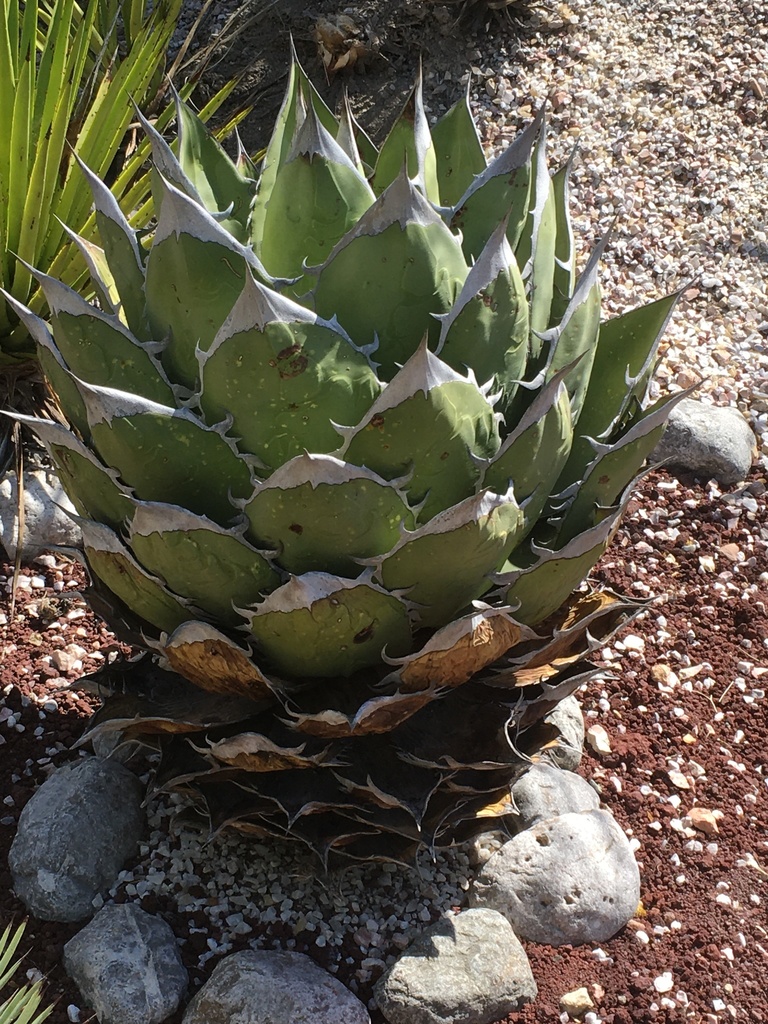 Agave oteroi · iNaturalist