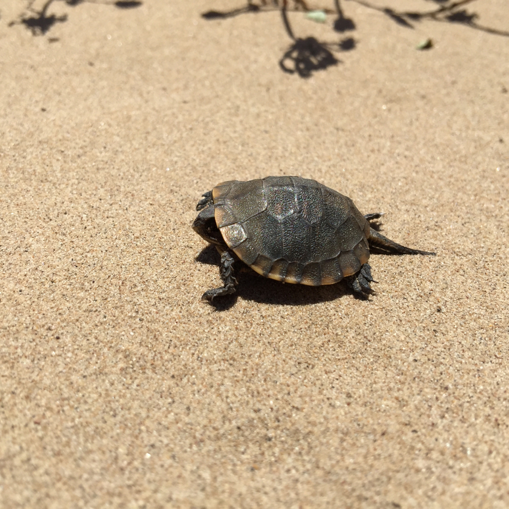 Southwestern Pond Turtle in May 2015 by minisasquatch. Dead ...