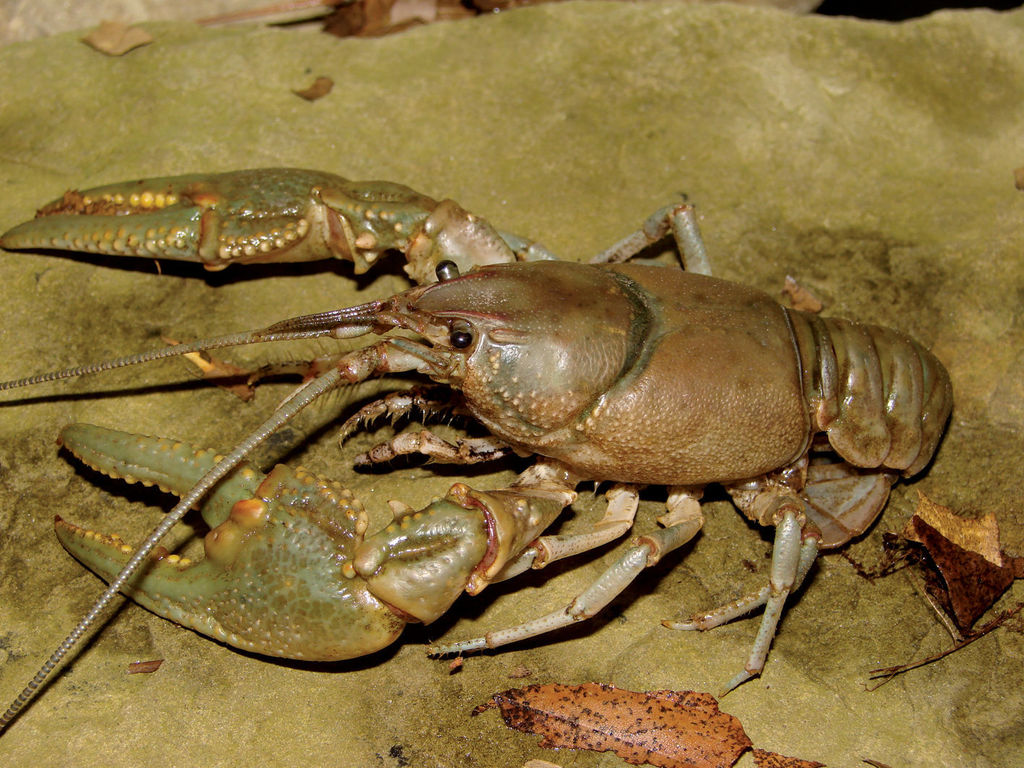 Big Water Crayfish (Crayfish of Jennings) · iNaturalist