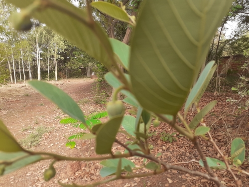 wild custard-apple