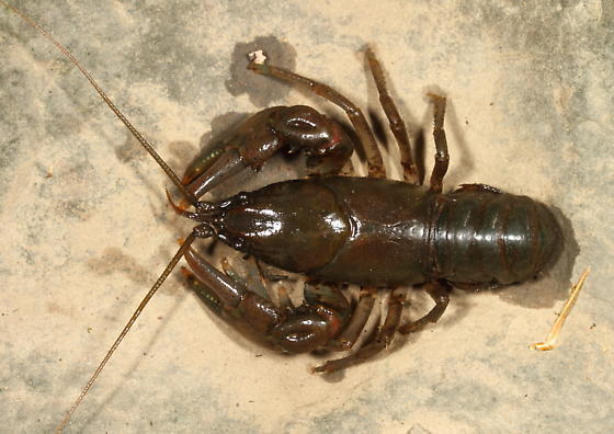 Common Crayfish (Crayfish of Jennings) · iNaturalist