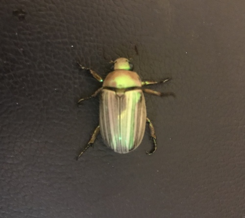 Pelidnota virescens