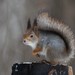 Eurasian Red Squirrel - Photo (c) Vladimir Ovchinnikov, all rights reserved, uploaded by Vladimir Ovchinnikov
