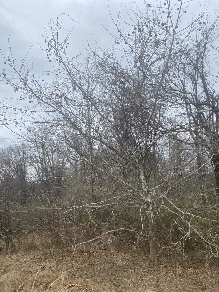 American Sycamore From Washington Crossing Rd Newtown PA US On March   Large 