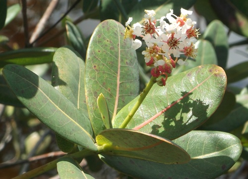 Byrsonima umbellata