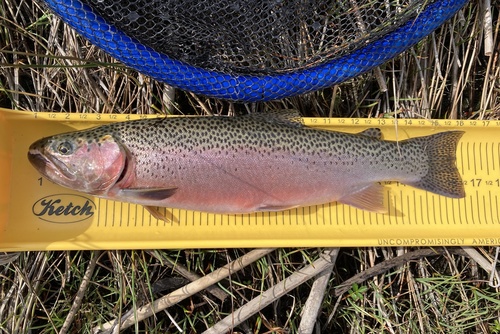 Coastal Cutthroat Trout