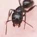 Camponotus caryae - Photo (c) Aaron Stoll, όλα τα δικαιώματα διατηρούνται, uploaded by Aaron Stoll