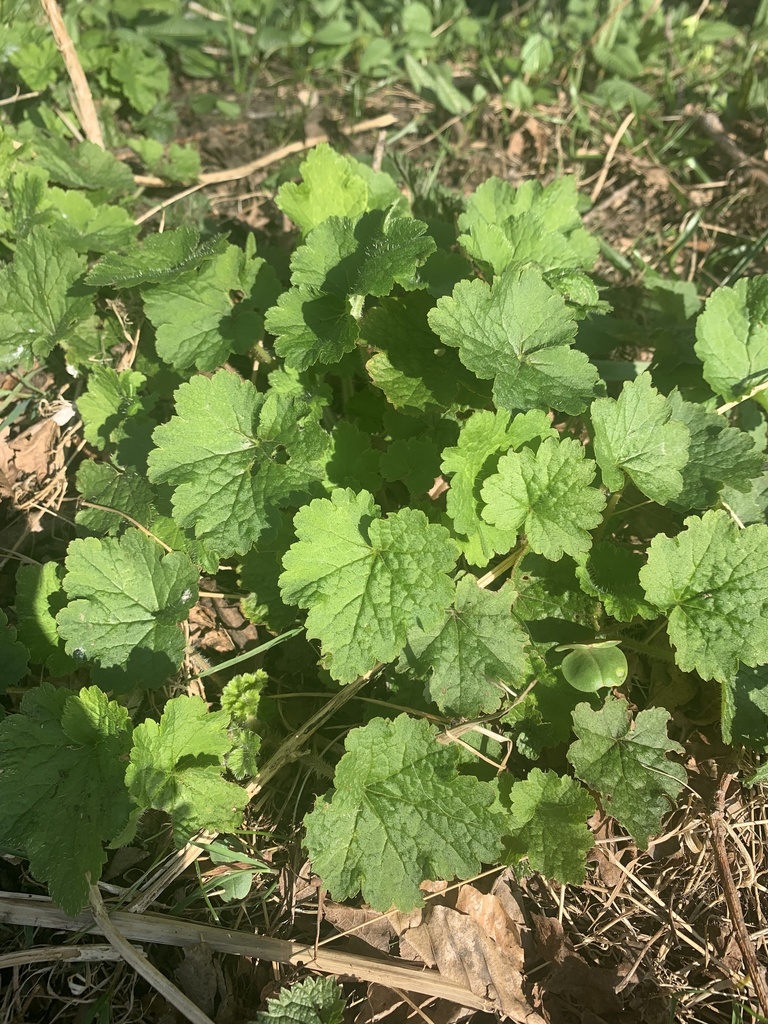 fringe cups from Seven Acres Country