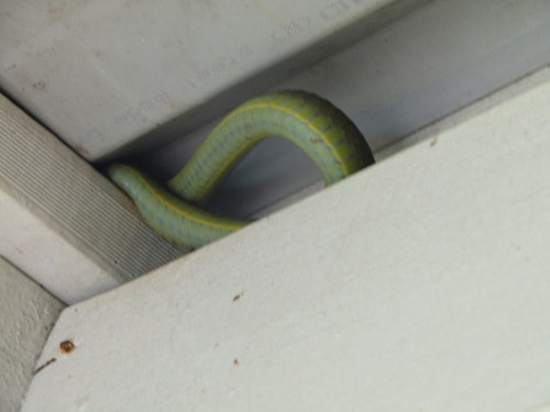 Common Tree Snake sighting