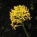 Epidendrum xanthinum - Photo (c) Daniel Vélez, all rights reserved, uploaded by Daniel Vélez