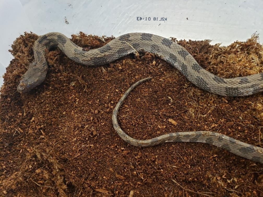 Brown Watersnake from The NC State College of Veterinary Medicine on ...