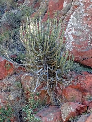 Euphorbia zoutpansbergensis