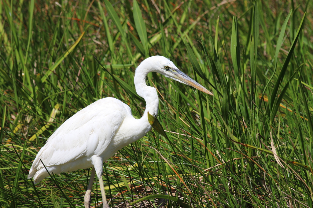 Great White Heron from Anhinga Trail on March 27, 2022 at 02:50 PM by ...