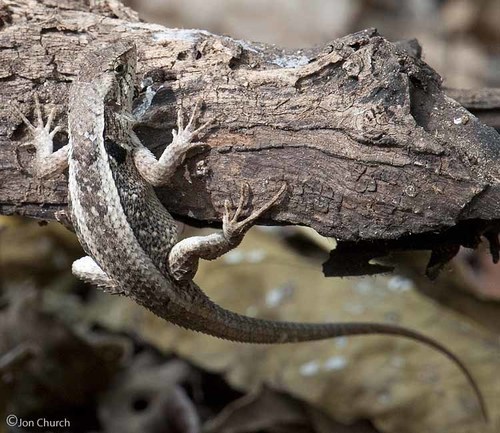 Longtail Spiny Lizard