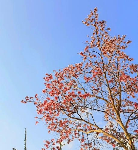 Tabebuia rosea - Leaves