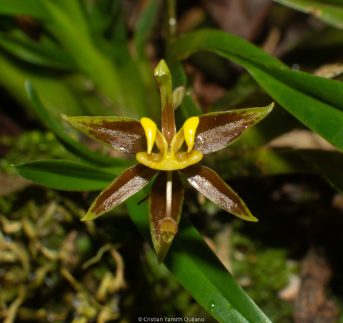 Minaxoides Oncidium