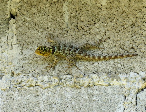 Yucatecan Blue Spiny Lizard
