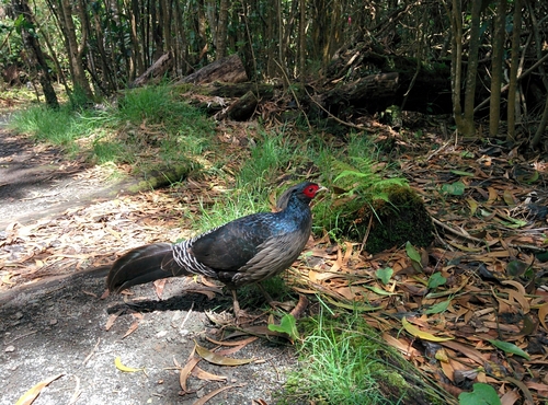 Kalij Pheasant