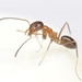 Hump-backed Pyramid Ant - Photo (c) Aaron Stoll, all rights reserved, uploaded by Aaron Stoll