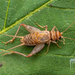 Field Crickets - Photo (c) Danilo Hegg, all rights reserved, uploaded by Danilo Hegg