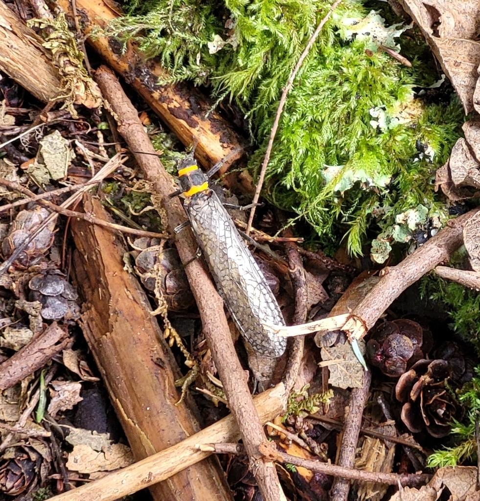 Giant Stoneflies and Salmonflies in March 2022 by Louis. About 2.5 to 3 ...