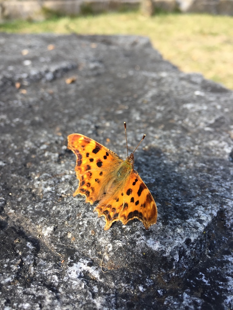 European Comma from Ruta de la Vall d'Aran, Espot, Catalunya, ES on ...
