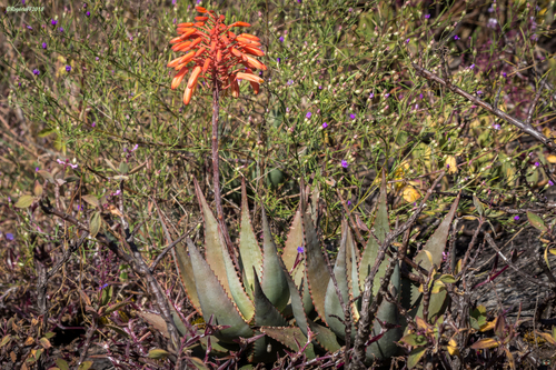 Aloe andongensis