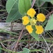 Aspicarpa pulchella - Photo 由 Franchesco Della flora 所上傳的 (c) Franchesco Della flora，保留所有權利