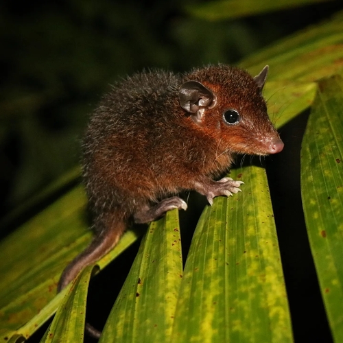 Northern Red-sided Opossum (Monodelphis brevicaudata) — Least Concern Mammalia