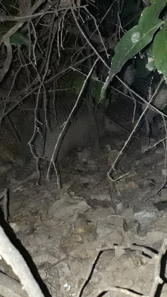 Nine-banded Armadillo from Los Patios, North Santander, Colombia on ...