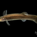 Forbesichthys agassizii - Photo (c) Matthew L. Niemiller, todos los derechos reservados, subido por Matthew L. Niemiller