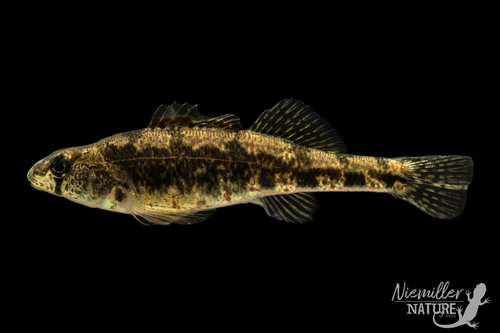 Redband Darter