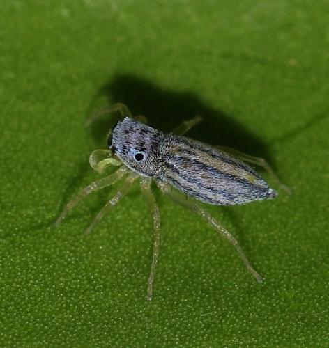 Phintella debilis